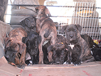 cucciolata cane corso